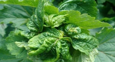 Jak zpracovat rybíz při kroucení listů, co znamená bojovat